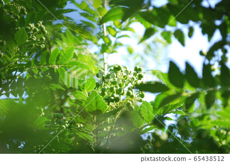 Asakura sansho Asakura sansho 65438512