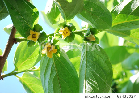 劍根柿花 65439027