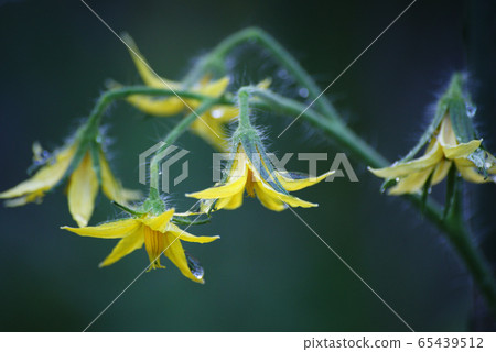 Tomato flowers 65439512