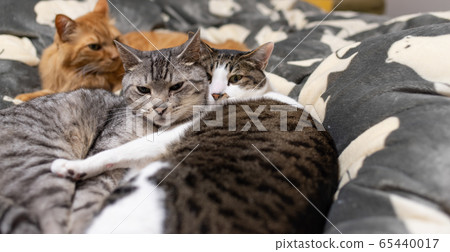 Three cats Three cats 65440017