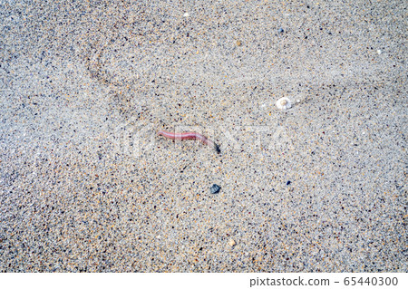 Clam worm Nereis sp. moving on beach in County Donegal - Irfeland Clam worm Nereis sp. moving on beach in County Donegal - Irfeland 65440300