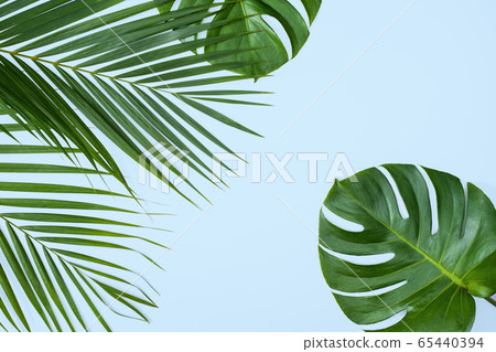 熱帶葉背景熱帶 65440394