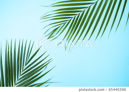 Tropic leaf background tropical 65440398