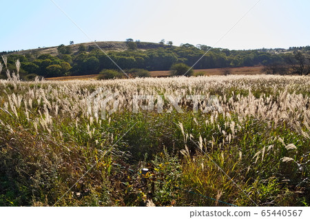 Yashima Wetland Aki 65440567