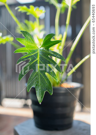 Philodendron xanadu croat. 65440693