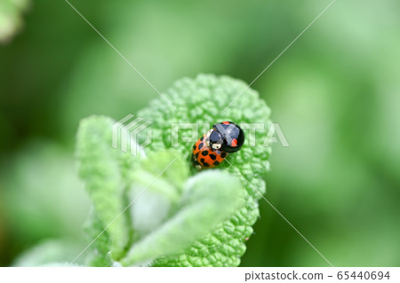 異色瓢蟲 65440694