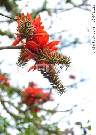 Amami Oshima 2 Deigo flowers shining in the rainy sky Amami Oshima 2 Deigo flowers shining in the rainy sky 65441122
