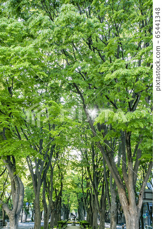 Jojo Temple Street Keyaki Lined Sendai City 65441348