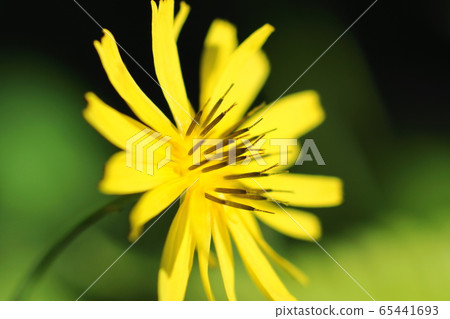 May Kawasaki 40 Greenery, Asteraceae, Wildflowers May Kawasaki 40 Greenery, Asteraceae, Wildflowers 65441693