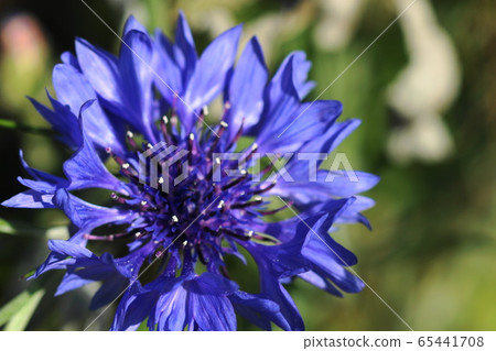 May Kawasaki 27-year-old maggot, Asteraceae, Yaguriku May Kawasaki 27-year-old maggot, Asteraceae, Yaguriku 65441708