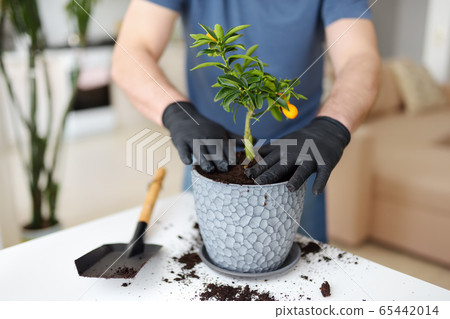 Man transplanting a houseplant calamondin into new big flowerpot 65442014