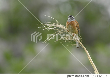 白魚 白魚 65442194