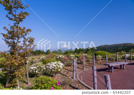 (Shizuoka Prefecture) Mt. Fuji view of Tokuni Pass in early summer when azaleas bloom 65442207