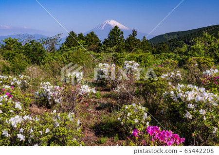 (Shizuoka Prefecture) Mt. Fuji view of Tokuni Pass in early summer when azaleas bloom 65442208