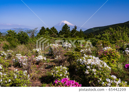 (靜岡縣)杜鵑花盛開的初夏時分,富士山的常國Pass景 (靜岡縣)杜鵑花盛開的初夏時分,富士山的常國Pass景 65442209