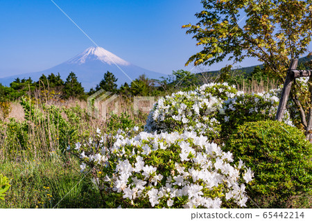 (Shizuoka Prefecture) Mt. Fuji view of Tokuni Pass in early summer when azaleas bloom 65442214