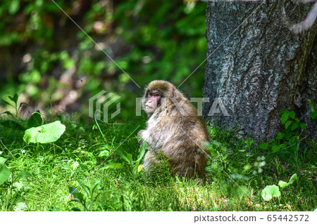 日本獼猴 65442572
