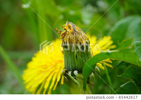 Withered flower / dandelion Withered flower / dandelion 65442617