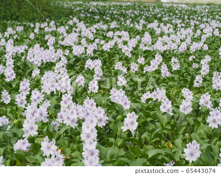 Water hyacinth 65443074