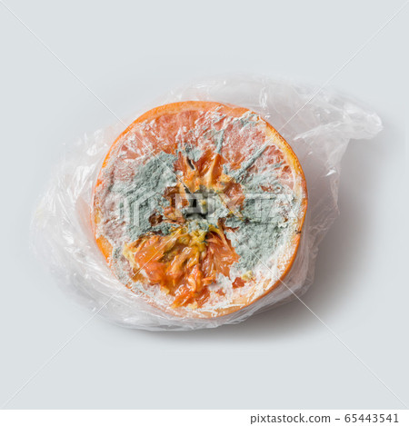 Ugly orange with mold on grey light background. Ugly orange with mold on grey light background. 65443541