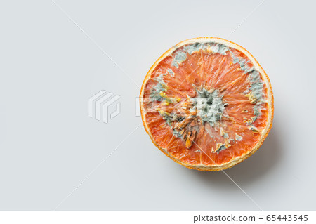 Ugly orange with mold on grey light background. 65443545