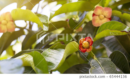 The flowering mangosteen is blooming The flowering mangosteen is blooming 65444136