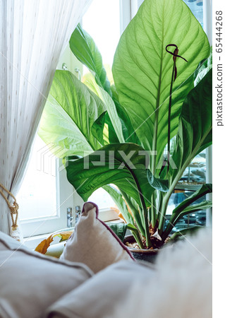 Living room decorated with trees Living room decorated with trees 65444268