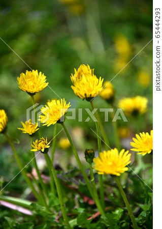 Kannon's dandelion flower without a bride Kannon's dandelion flower without a bride 65444293
