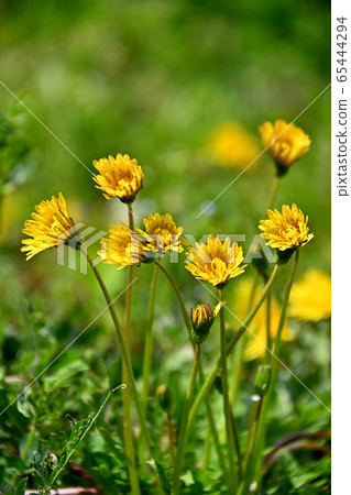 Kannon's dandelion flower without a bride 65444294