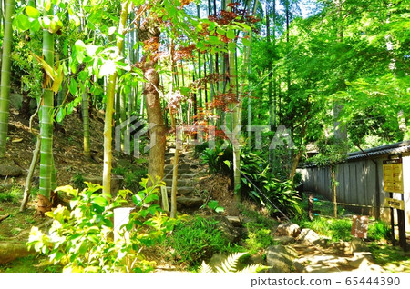 Setagaya Ward Todoroki Gorge Japanese garden fresh greenery Setagaya Ward Todoroki Gorge Japanese garden fresh greenery 65444390