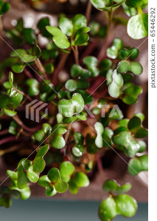 Differend types of Microgreens Differend types of Microgreens 65446292