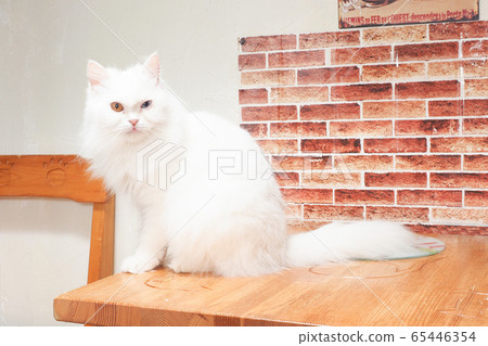 Oddeye cat on the table Oddeye cat on the table 65446354