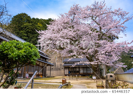 Cherry blossoms at Kaizoji Temple in Ine Town, Kyoto Prefecture 65446357