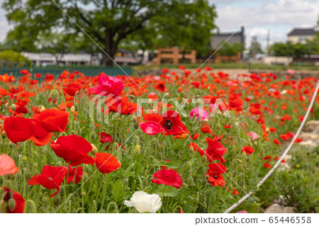 罌粟 罌粟 65446558