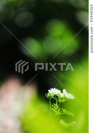 In the light 65446564