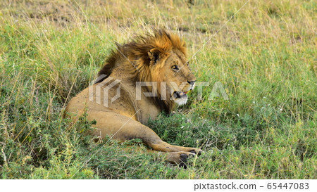 lion 65447083