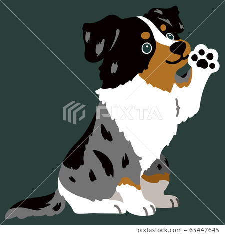 坐著澳大利亞牧羊犬的姿勢沒有主線 坐著澳大利亞牧羊犬的姿勢沒有主線 65447645