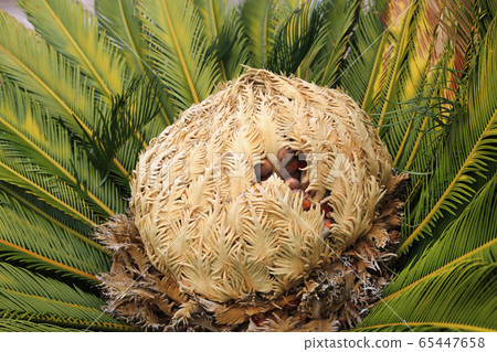 Cone with fruits of female cycas revoluta cycadaceae sago palm Cone with fruits of female cycas revoluta cycadaceae sago palm 65447658