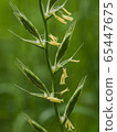Poaceae flower 65447675