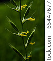 Poaceae flower 65447677