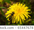 Abu and dandelion 65447678