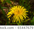 Abu and dandelion 65447679