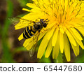 Abu and dandelion 65447680