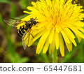 Abu and dandelion 65447681