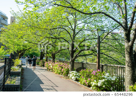 Fresh green of Meguro River 65448296