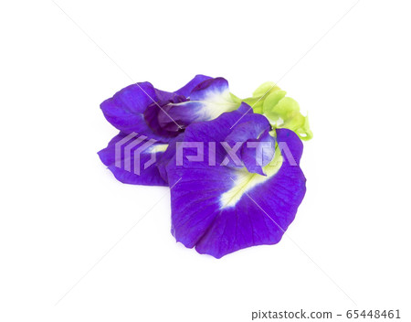 Butterfly pea flower on white background, herb and Butterfly pea flower on white background, herb and 65448461