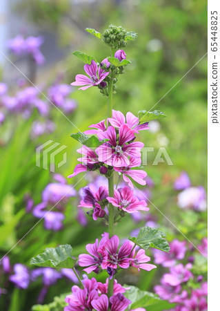 錦葵盛開 65448825