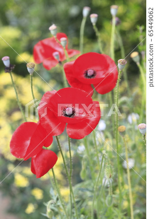 紅色罌粟花的特寫 65449062