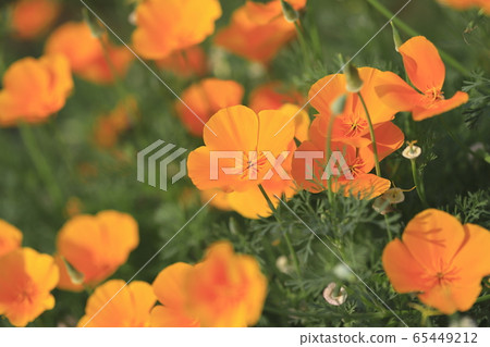 Orange California poppies 65449212