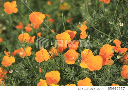 Orange California poppies 65449257